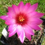 Thelocactus bicolor