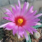 Thelocactus bicolor bolansis