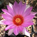 Thelocactus bicolor v. flavispinus