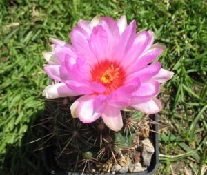 Thelocactus bicolor v. flavispinus