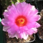 Thelocactus bicolor v. flavispinus