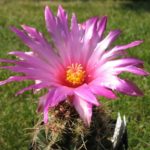 Thelocactus bicolor v. schottii