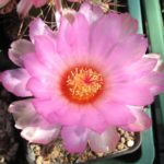 Thelocactus bicolor v. tricolor