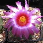 Thelocactus heterochromus f. longispinus