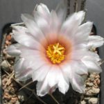 Thelocactus hexaedrophorus cv. langdornig