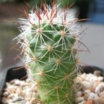 Thelocactus lausserii Jungpflanze