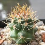 Thelocactus rinconensis Jungpflanze