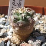 Turbinicarpus lophophoroides