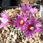 Turbinicarpus pseudopectinatus ssp. yarmilae DU 052