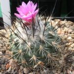 Turbinicarpus roseiflorus