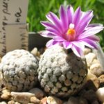 Turbinicarpus valdeziana