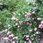 Üppige Rosenblüte