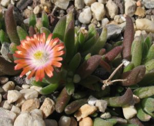 Delosperma