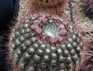 Knospen Notocactus