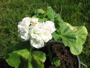 Pelargonie Kronprinzessin Mary