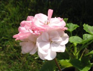 Pelargonie Petit Blanche