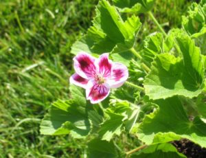 Pelargonie Sancho Panza