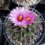 Thelocactus freudenbergii