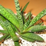 Gasteria Hybride Little Warty