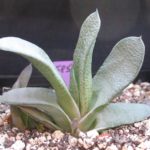 Gasteria glauca