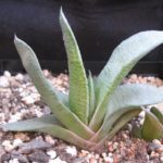 Gasteria glauca