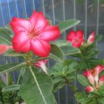 Adenium Hybride