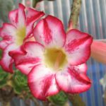 Adenium Hybride