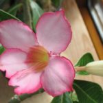 Adenium Hybride