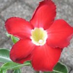 Adenium Hybride