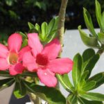 Adenium Hybride