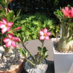 Adenium Hybriden Gruppe