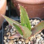 Aloe variegata