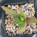 Aloe variegata Steckling