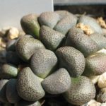 Aloinopsis schoonesii