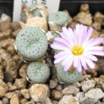 Conophytum spec.