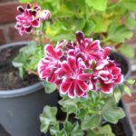 Pelargonie Bonito
