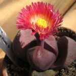 Pleiospilos nelii cv. Royal Flush