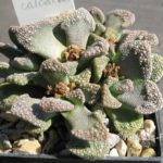 Titanopsis calcarea im April