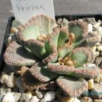 Titanopsis fulleri Prieska