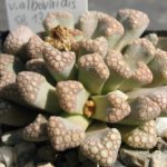 Titanopsis hugo schlechteri v.alboviridis SB1343