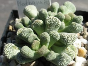 Titanopsis primosii SB816 Platbankies