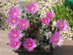 Trichodiadema densum blüht im April