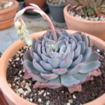 Echeveria spec.