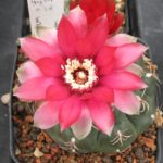 Gymnocalycium baldianum