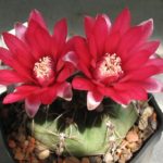 Gymnocalycium baldianum