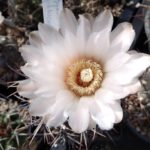 Gymnocalycium gibbosum schwarz