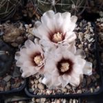Gymnocalycium prochazkianum