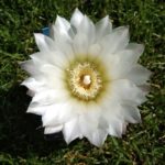 Gymnocalycium sindae