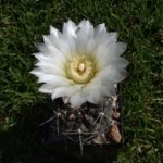 Gymnocalycium sindae