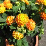 Wandelröschen (Lantana)